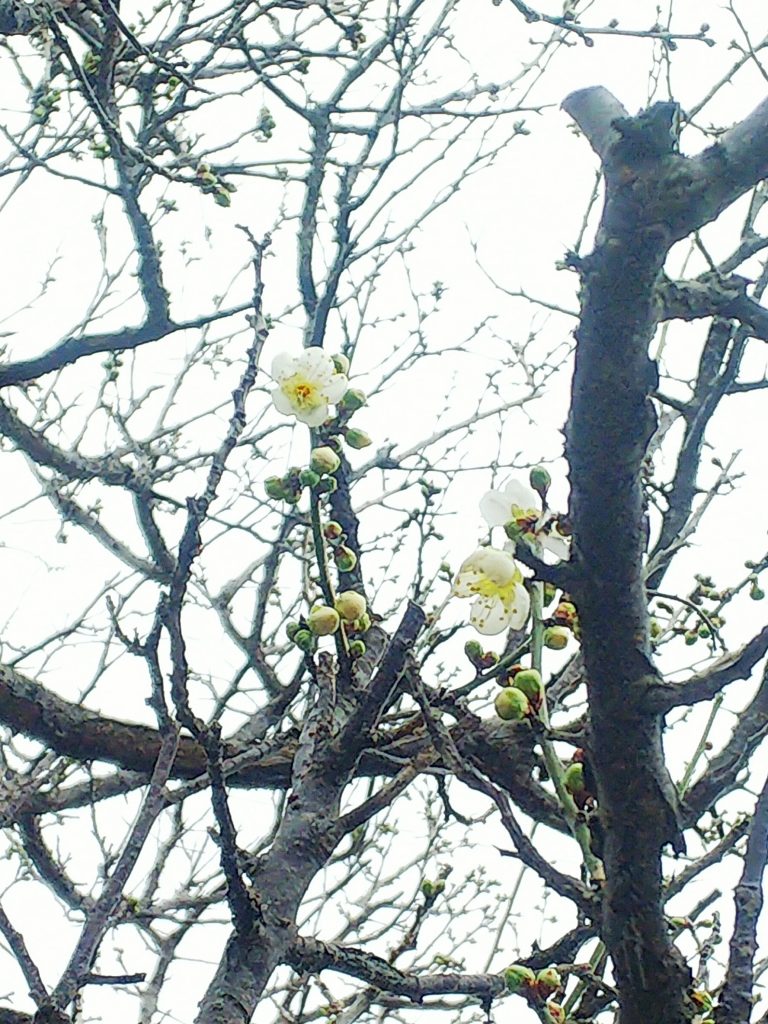 梅の花を見つけました